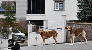 Sokak köpekleri kamuoyu araştırması