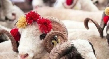 Türk Kızılayı'nın kurban vekalet fiyatları belli oldu