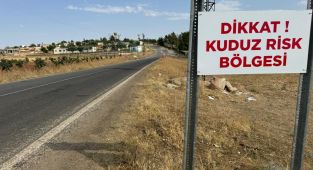Niğde'de sahipsiz köpeğin bir kişiyi ısırdığı mahallede kuduz karantinası başlatıldı