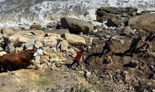 Zonguldak'ta denize kaçan boğayı itfaiye ekipleri yakaladı