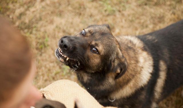 10 soruda TBMM'de kabul edilen başıboş köpeklere yönelik düzenleme