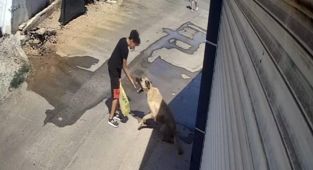Beslediği sokak köpeği çocuğa saldırdı