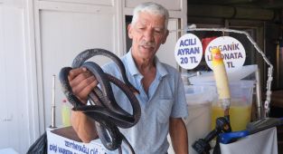 Koynunda beslediği yılan tarafından ısırıldı