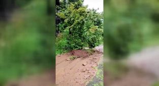 Toprak kayması fındık ağacını böyle sürükledi