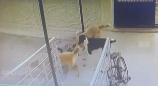 Başıboş sokak köpekleri kediye saldırdı