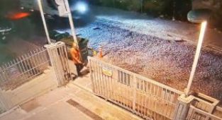 Fatih'te başıboş köpeklerin saldırısına uğrayan kişi hayatını kaybetti