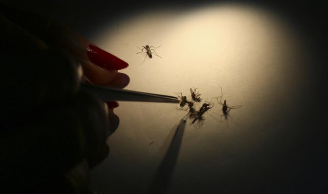 Fransa'da 10 dang humması vakası daha görüldü