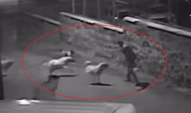 İşe giderken başıboş köpeklerin saldırısına uğradı