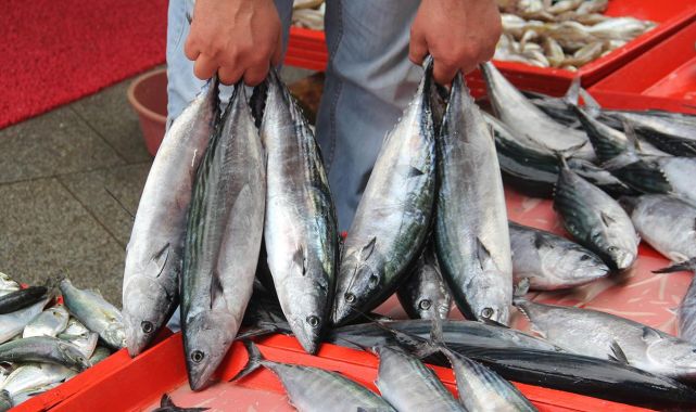 İstanbullu balıkçılar palamut bolluğu bekliyor