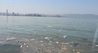 İzmir'de ölü balıklar kıyıya vurdu: Çevredekiler kötü kokudan rahatsız