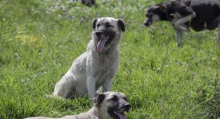 Sinop'ta başıboş köpeğin saldırısına uğrayan genç yaralandı