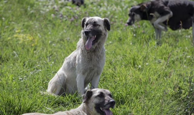 Sinop'ta başıboş köpeğin saldırısına uğrayan genç yaralandı