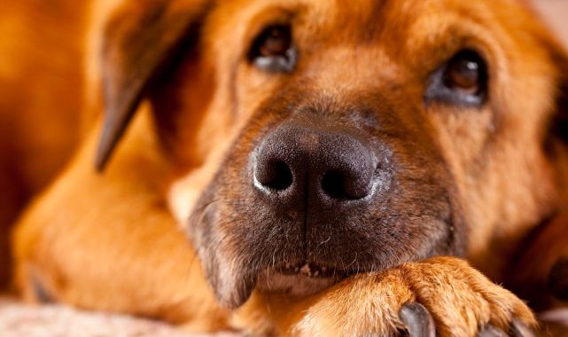 Zambiya'da mısır unu yüzünden 400 köpek öldü: İnsanlar da risk altında