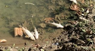 Bartın Irmağı'ndaki balık ölümlerine ilişkin inceleme başlatıldı