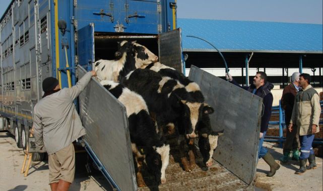Hayvan nakillerine ilişkin düzenleme 2 yıl ertelendi