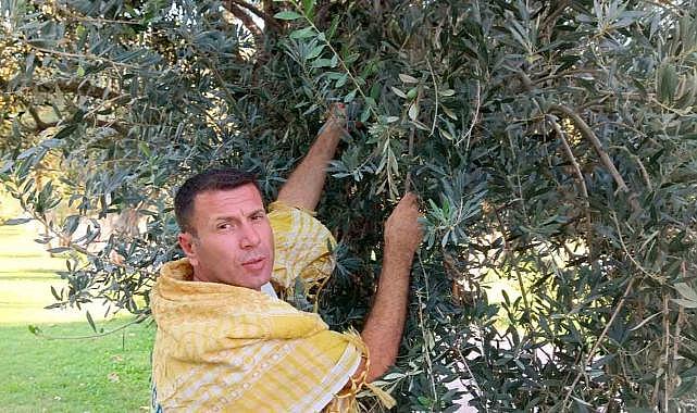 Aliağa’da zeytin hasadı yaklaşıyor