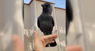 Öğrencinin kargayla görüntüleri gülümsetti