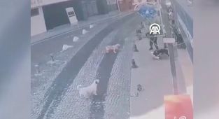Pitbull bu kez sahipli köpeğe saldırdı