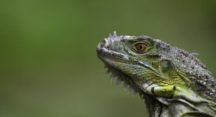 120 bin iguana itlaf edilecek