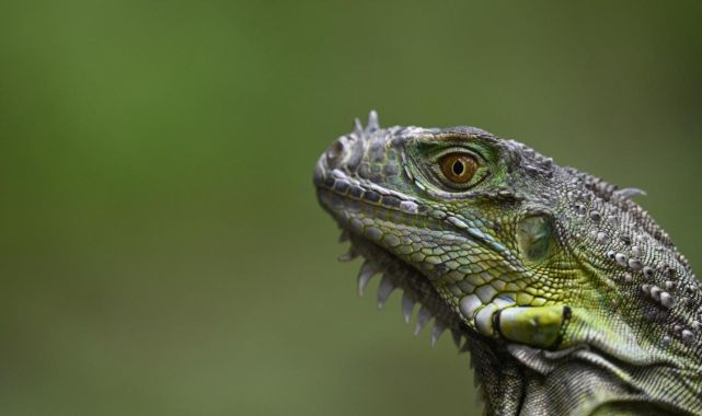 120 bin iguana itlaf edilecek