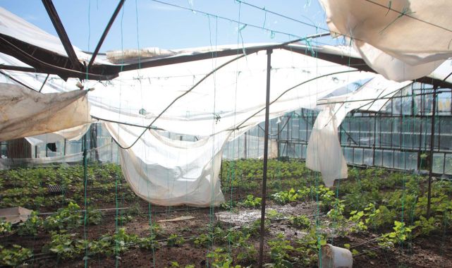 Çiftçilere 22,5 milyar lira prim desteği ve hasar tazminatı ödedi