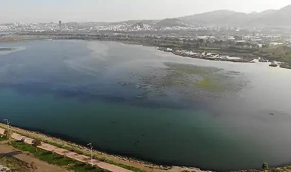 İzmir Körfezi'ni Deniz Marulu Sardı