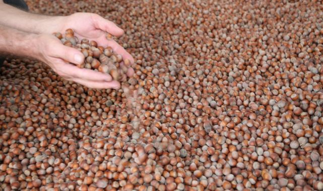 Karadeniz'de fındık ihracatında artış