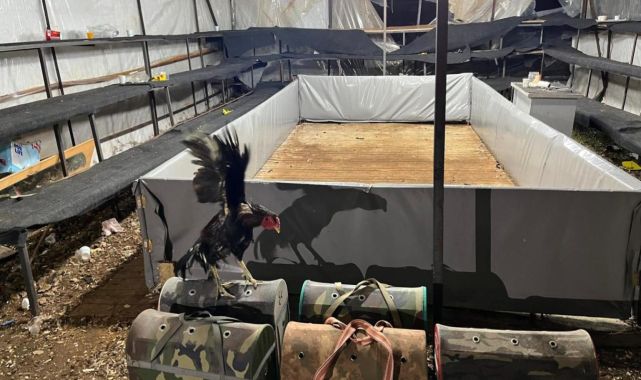 Antalya'da horoz dövüştüren 14 kişiye para cezası verildi