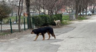 Edirne'de başıboş köpek saldırısı: 15 yaşındaki lise öğrencisi yaralandı