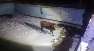 Sahibinden kaçtı, boş havuzda mahsur kaldı