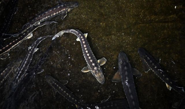 Türk havyarı dünya piyasasında olacak