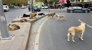 Başıboş köpek sorunu için 39 mülkiye müfettişi görevlendirildi