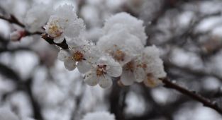 Meteoroloji'den zirai don uyarısı