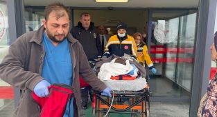 Yalova'da başıboş köpek saldırısıyla ilgili adli ve idari soruşturma başlatıldı
