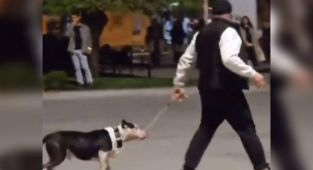 Ağızlıksız pitbullu diğer köpeklerin üzerine salan kişiye para cezası