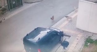Bursa'da başıboş sokak köpekleri çocuğa saldırdı