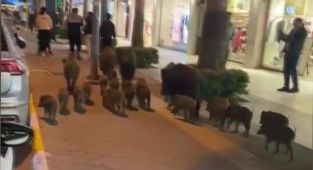 Kuşadası merkezinde domuz sürüsü görüntülendi