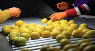 Limon ihracatında Irak ilk sıraya yükseldi