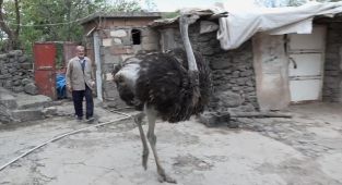 Yalnızlıktan strese giren firari deve kuşuna eş aranıyor