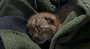 Bolu'da bulunan vaşak yavrusu koruma altına alındı