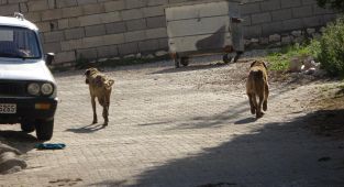 Çorum'da başıboş köpeğin saldırısına uğrayan çocuk yaralandı