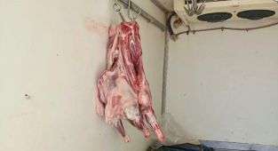 Hatay'da sağlıksız koşullarda taşınan 34 kilogram et ele geçirildi