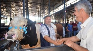 İşte uzmanından kurban seçimi ve kesimiyle ilgili dikkat edilecek hususlar