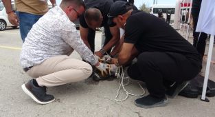 Malatya'da başıboş pitbull cinsi köpeğin saldırdığı kadın yaralandı