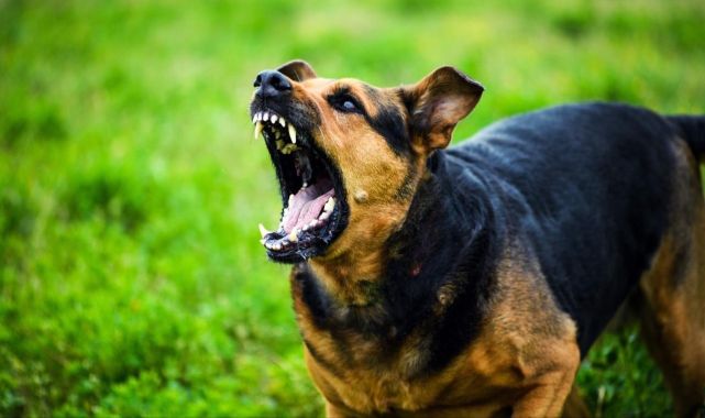 Üniversite kampüsünde köpeklerin saldırısına uğradı