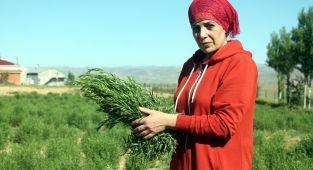 Coğrafi işaret, Bayburt tarhununa ihracat yolunu açtı