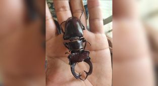 Geyik böceğini öldürene 557 bin lira ceza kesilecek