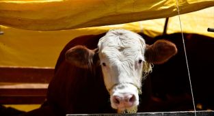 Kurban Bayramı'nda 3 milyon 330 bin hayvan kesildi