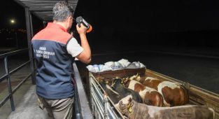 Kurban sevkiyatına yol denetim istasyonlarında sıkı denetim