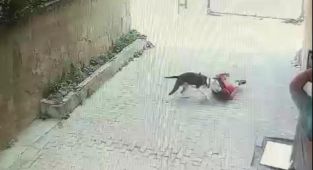 Sokakta oynayan çocuğa pitbull saldırdı
